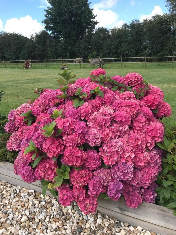 La Grange Aux Hortensias * Thiergeville